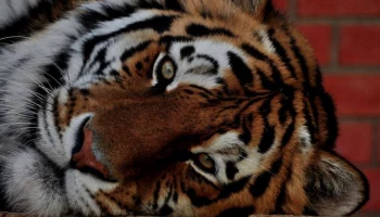 «До 30 килограммов»: Московский зоопарк рассказал необычные факты о тиграх