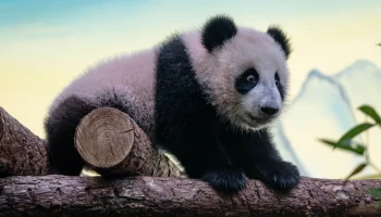 Сергунина рассказала о новом важном этапе для панды Катюши из Московского зоопарка