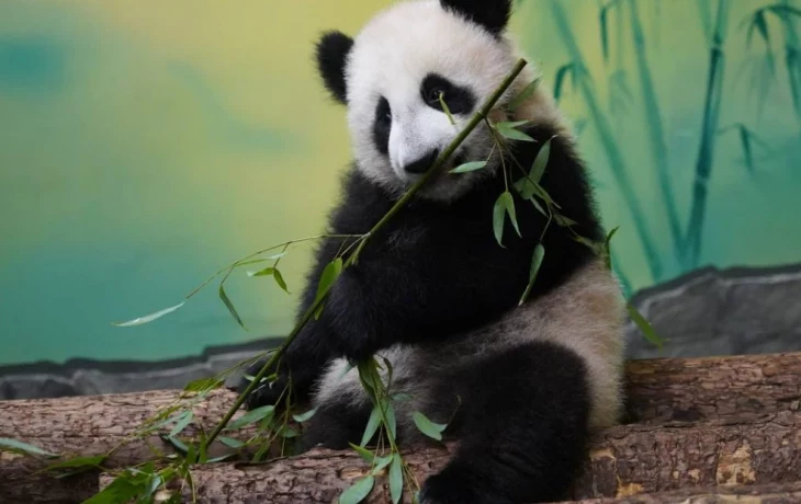 Московский зоопарк назвал сроки, когда панда Катюша уедет в Китай