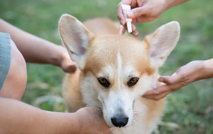 Сезон кровопийц: ветеринар Гольнева рассказала, чем обработать собак от клещей