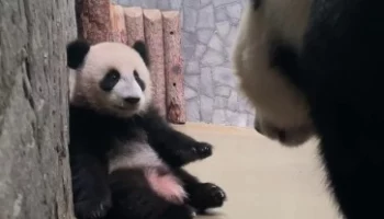 «Развлекает гостей»: Московский зоопарк показал «рабочие» дни панды Катюши