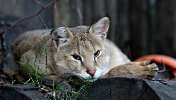 «Затаивается в убежищах»: Московский зоопарк рассказал о камышовом коте Заури