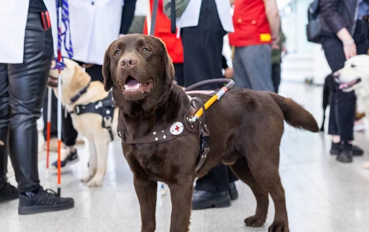 Пассажиры ТПУ «Нижегородская» узнали о работе собак-проводников Пассажиры ТПУ «Нижегородская» узнали о работе собак-проводников