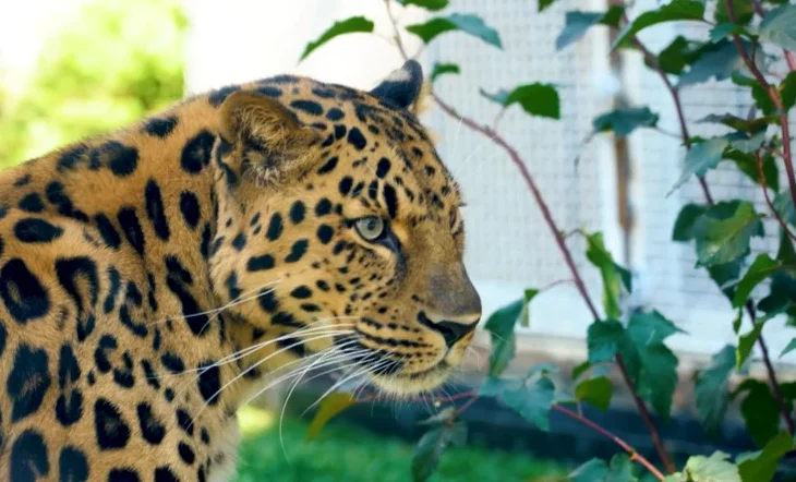 &laquo;Отличный повод&raquo;: Московский зоопарк рассказал необычные факты о кошачьих обитателях