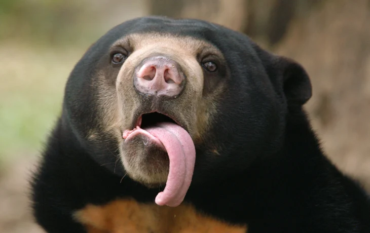 Малайских медвежат Лучика и Звездочку из Московского зоопарка познакомили