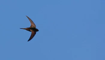 Стрижи вернулись в Москву