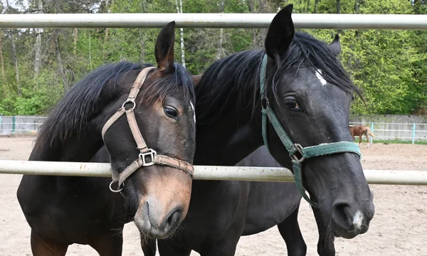 Международная конная выставка &laquo;Эквирос&raquo; пройдет в Москве с 22 по 24 мая