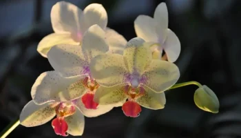 Фестиваль "Тропическая зима" начнется в "Аптекарском огороде" 27 декабря