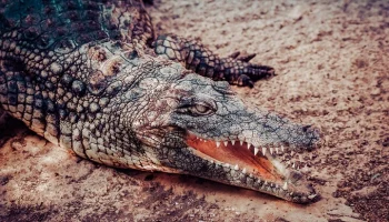 BBC News: разъяренные слоны загнали мужчину в реку с крокодилами в Замбии