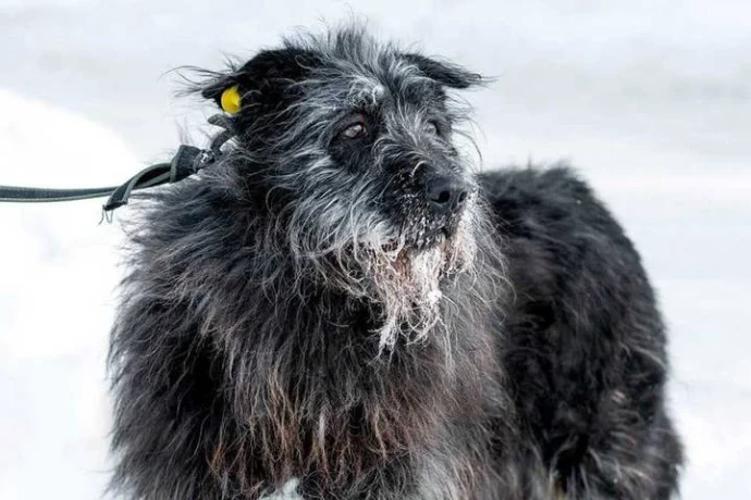 Трем собакам из приюта выберут имена на платформе «Активный гражданин — детям»