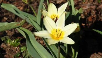 Первые в Москве тюльпаны расцвели в "Аптекарском огороде"
