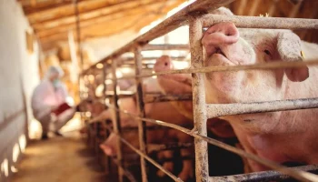 Calhoun Journal: в США сбежавшие из клетки свиньи загрызли мужчину