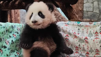 &laquo;Строгая мама&raquo;: в Московском зоопарке объяснили, почему Катюшу не выводят в вольер