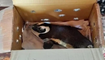 Пингвин в коробке стал причиной крушения вертолета в ЮАР