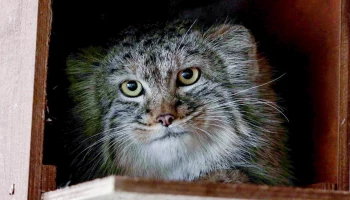 &laquo;Чеширский манул&raquo;: Московский зоопарк показал редкий выход Тимоши в личный вольер