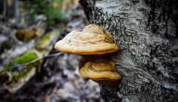 Трутовики серно-желтые появились в Москве