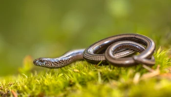 Безногие ящерицы вышли из зимней спячки в Подмосковье