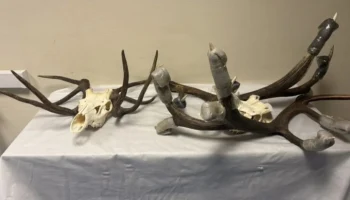 Таможенники во Внуково изъяли у иностранца рога и черепа благородного оленя