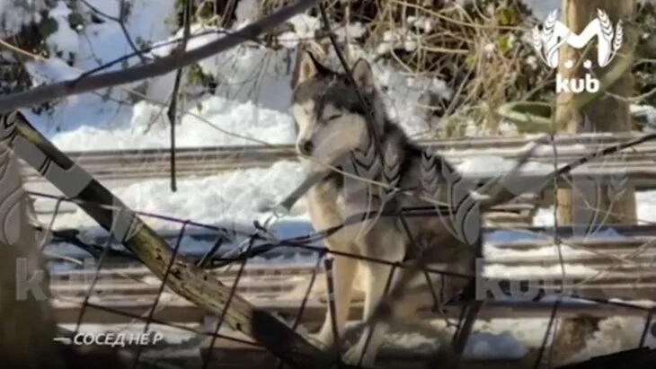 Житель СНТ "Авиатор" Стеклов: покусавшие ребенка хаски регулярно выли от голода Житель СНТ "Авиатор" Стеклов: покусавшие ребенка хаски регулярно выли от голода