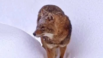 &laquo;Пламя среди сугробов&raquo;: Московский зоопарк показал зимнюю прогулку шакала Рыжего