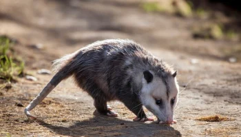 В США женщину, которая остановилась из-за опоссума на дороге, сбил автомобиль