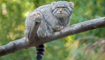 &laquo;Продолжение истории&raquo;: Московский зоопарк показал сражение Тимоши с коварным пакетом