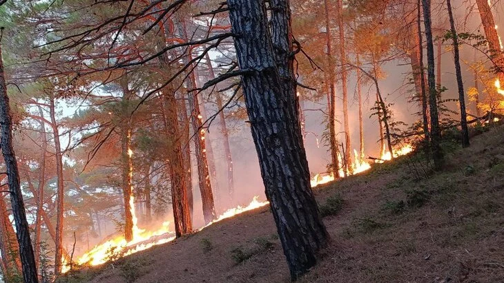Площадь лесного пожара в Геленджике увеличилась до 41,5 гектара Площадь лесного пожара в Геленджике увеличилась до 41,5 гектара