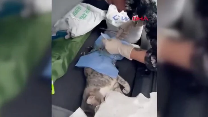 Стамбульский ветеринар прооперировал кошку в багажнике машины во время землетрясения Стамбульский ветеринар прооперировал кошку в багажнике машины во время землетрясения