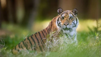 ETV Bharat: тигр в Индии съел фермера, который пас скот