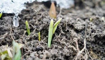 Подснежники впервые взошли в Московском зоопарке