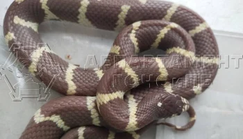 В Москве была поймана королевская змея, проникшая в жилой дом