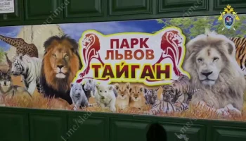 СК возбудил дело по факту нападения львов на директора парка "Тайган"