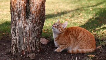 Женщина приютила брошенного и пропавшего в Москве кота Женщина приютила брошенного и пропавшего в Москве кота