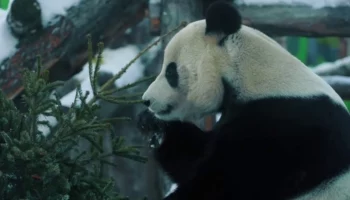 &laquo;С радостью полакомился&raquo;: столичный зоосад показал кадры с праздничным обедом Жуи