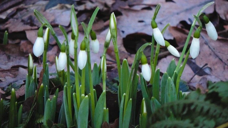 Департамент природы Москвы: случаи цветения первоцветов из-за потепления единичны Департамент природы Москвы: случаи цветения первоцветов из-за потепления единичны