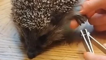 &laquo;Люся не исключение&raquo;: Московский зоопарк показал маникюрные процедуры ежихи&nbsp;