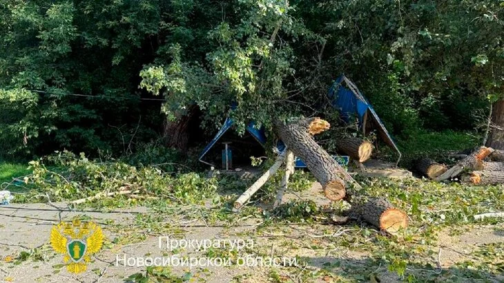 Три человека получили травмы после падения дерева на остановку в Новосибирске Три человека получили травмы после падения дерева на остановку в Новосибирске