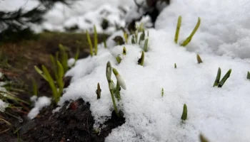 Первые подснежники появились в Московском зоопарке