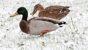 Синоптик Леус: Снежный покров появится в Москве 20 апреля