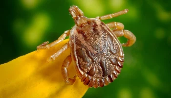 Россиянам рассказали, как защититься от клещей