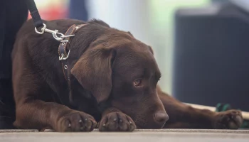 Академик Нетесов назвал животных, являющихся переносчиками крысиного гепатита