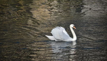 Около 35 лебедей возвратятся в московские парки после зимы