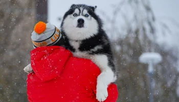 Синоптик Леус предупредил о кратковременном снегопаде в столице 6 февраля
