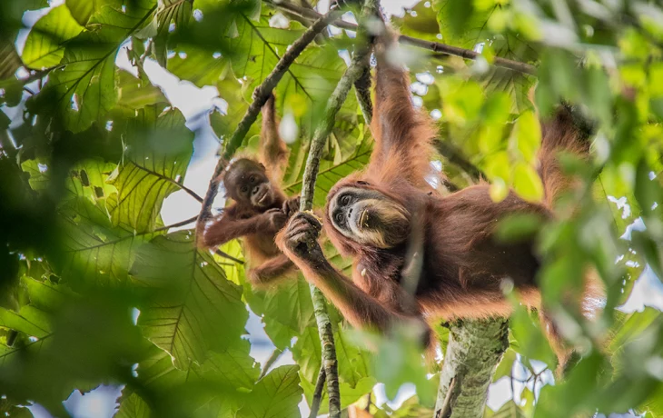 Стало известно, когда орангутаны из Московского зоопарка выйдут в летние вольеры Стало известно, когда орангутаны из Московского зоопарка выйдут в летние вольеры