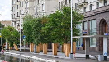 Собянин рассказал, как в Москве выбирают деревья для озеленения города