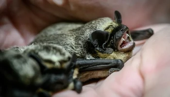 Три летучие мыши влетели в квартиру москвички с разницей в сутки