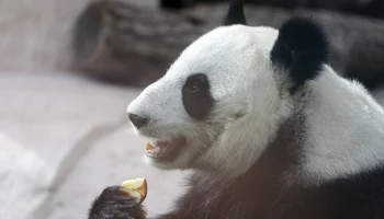 &laquo;Непреклонна&raquo;: панде Катюше не понравились попытки мамы вывести ее в вольер