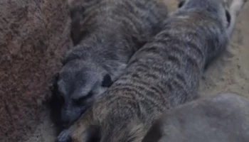 &laquo;Своя атмосфера&raquo;: Московский зоопарк показал разнообразный досуг сурикатов