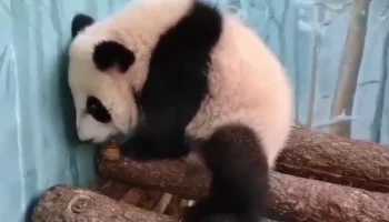 &laquo;Просыпается или засыпает?&raquo;: Московский зоопарк предложил отгадать, что делает Катюша