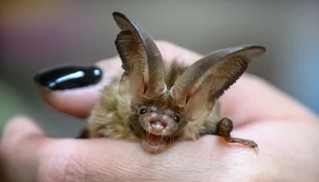 Одна из первых проснувшихся летучих мышей залетела в квартиру москвички в Щукине